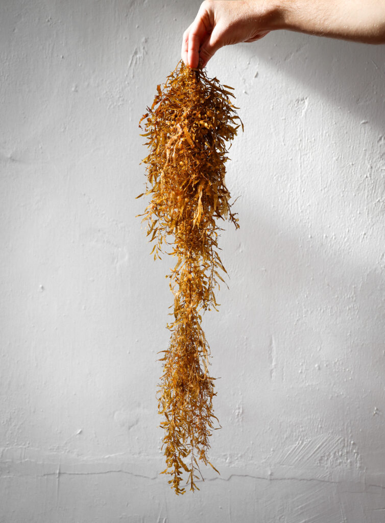 sargassum seaweed