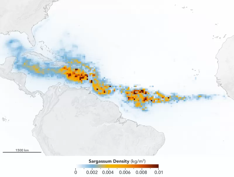 The Great Sargassum Belt