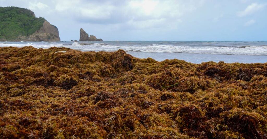 invasive sargassum on a beach