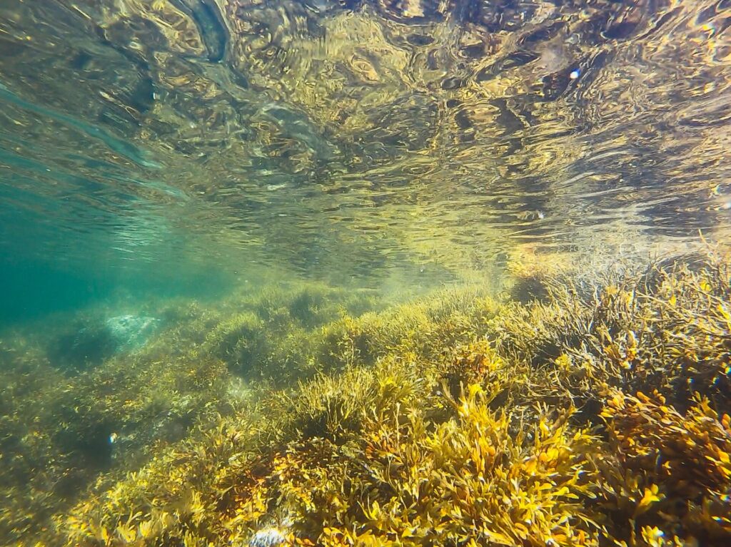 When kelp forests like these die, the seaweed sinks to the bottom of the ocean, locking the carbon dioxide trapped in the seaweed to the sea floor.